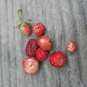 Wild Raspberries