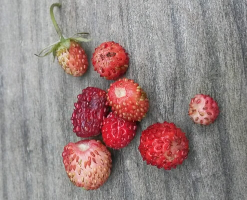 Wild Raspberries