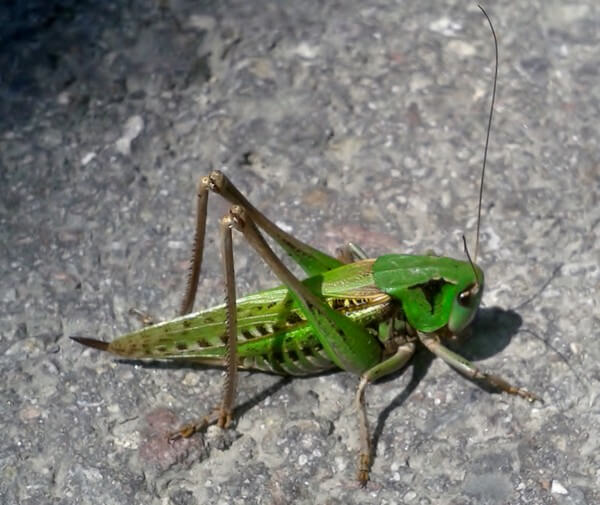 Verbier Snow Prediction - Massive insects 