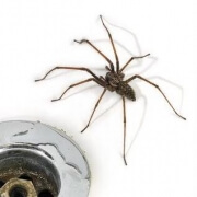 Autumn Spiders coming into the chalet