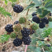 Snowberry Verbier