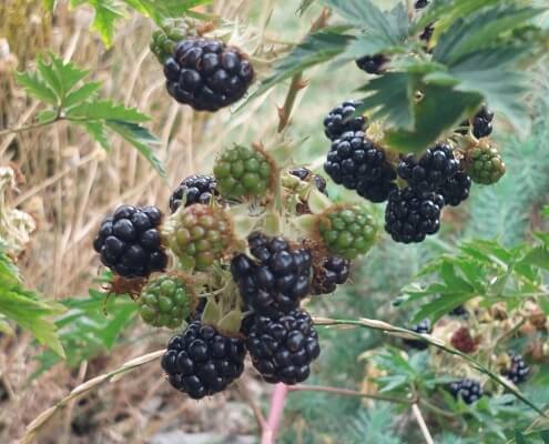 Snowberry Verbier